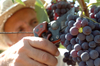 Италия снова обойдет Францию по количеству произведенного вина