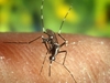 К концу июля в Италии ожидается нашествие «тигровых» комаров