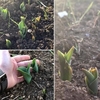 В Рим возвращается парк тюльпанов TuliPark