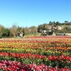 Болонья, 250 тысяч тюльпанов уже цветут: парк откроется 2 апреля!