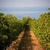Гарда - единственная винодельческая зона, вошедшая в рейтинг от Wine Enthusiast