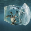 229 тысяч тонн пластика попадают ежегодно в Средиземноe море
