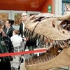Группа итальянских ученых обнаружила в Тунисе скелет 15-метрового динозавра, кот