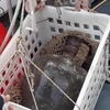 После шторма дайверы обнаружили близ Портофино древние галльские амфоры