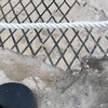 В археологическом парке Помпеи полиция арестовала туристку, сдирающую с пола дом