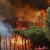 Пожары, итальянское первенство в Европе: уже сгорели 103 тысячи гектаров 