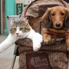 Новая модная тенденция в Италии: коляски для собак и кошек