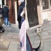 Туристов из Словении, которые выгуливали страусов в Венеции, изгнали из города