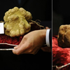 Сто тысяч евро за трюфель на Всемирном аукционе трюфелей в Ланге