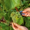 Сбор урожая винограда в 2022 годуа начинается на неделю раньше, чем в прошлом