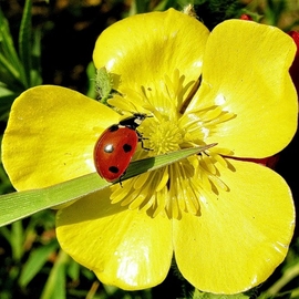 Изображение пользователя fiorelino.