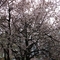 Spring_in_Belgrade_01.jpg
