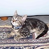 Ищу дом для кота по имени GIGGIO. Помогите!