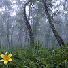 Storie della foresta