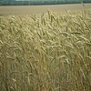 Хлебороб