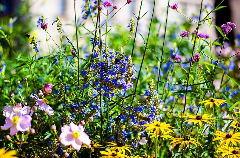 Цветы королевы .