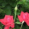 Розы после дождя