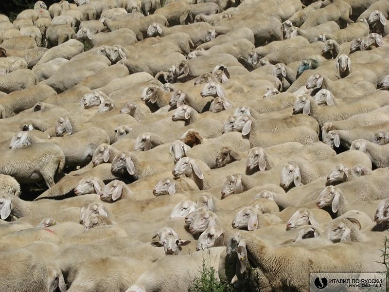 Симпатишные овечки.
