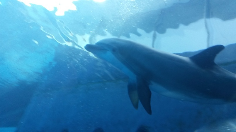 Дельфины-короли