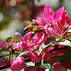 Пчела-труженица
