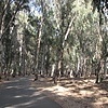 Эвкалиптовая роща В Рамат Гане (Израиль)