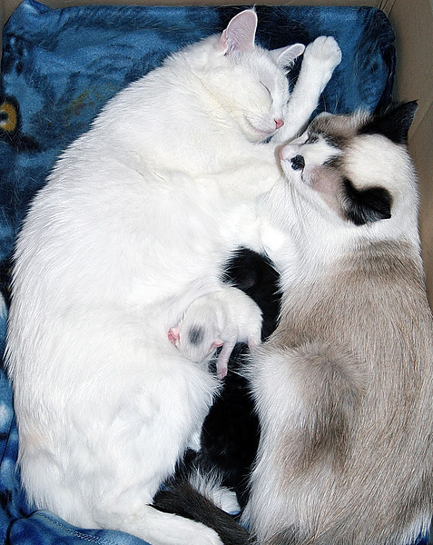 Две кошачьи мамы
