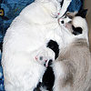 Две кошачьи мамы
