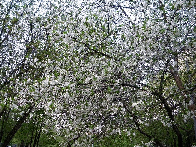 Белопенное цветение вишни
