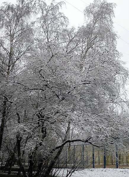 По настоящему первый снег в Москве