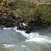 Римские чайки. На берегу Тибра.