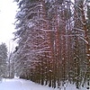 Лес зимой.
