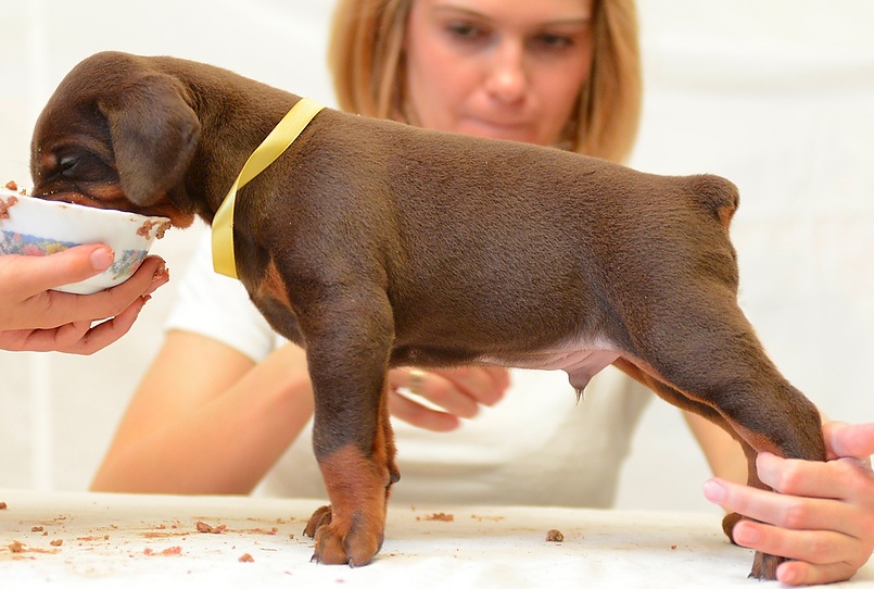 Щенки добермана