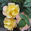майские розы