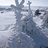 Елочки