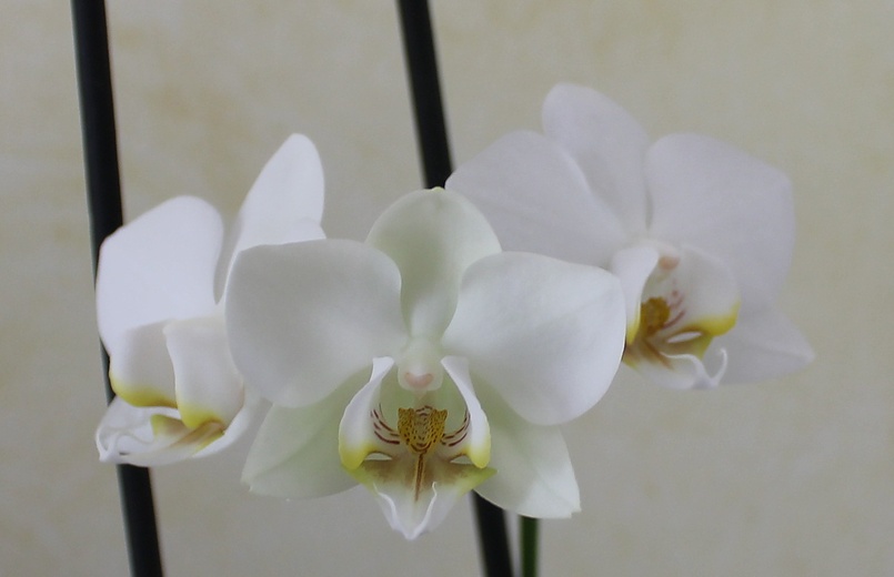 Белая орхидея.