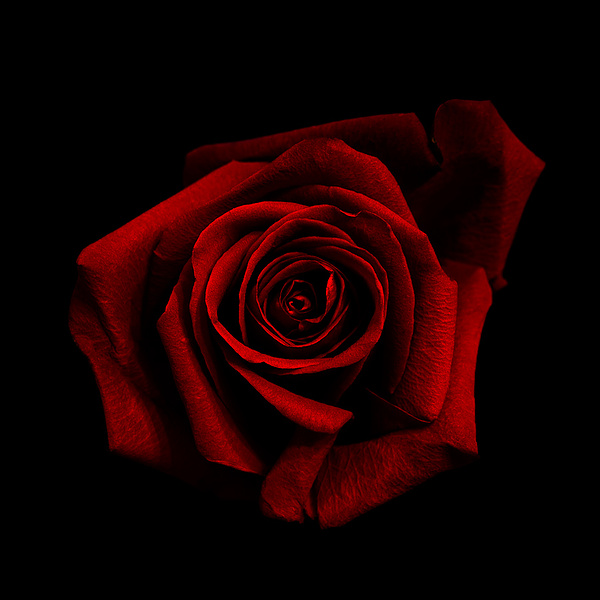 Una rosa rossa