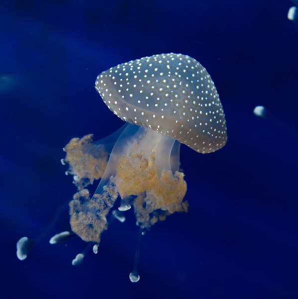 Медуза 