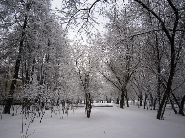 Новогодний подарок природы