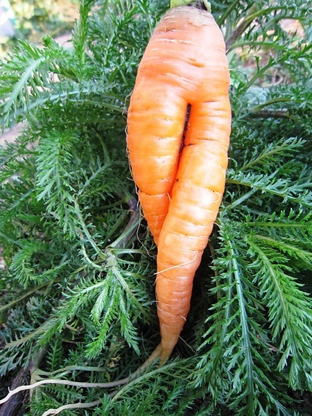Морковка-модница:))
