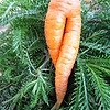 Морковка-модница:))
