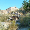 Современная коза на фоне древней Феодосии