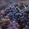 Неббиоло — виноград, из которого делают Barolo и Barbaresco