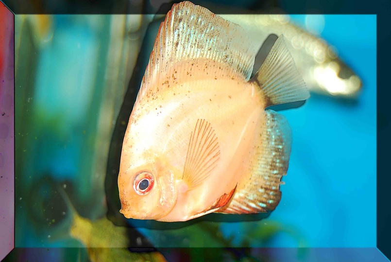 И снова Риба