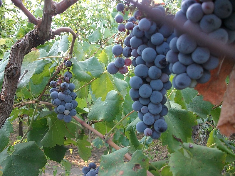 На Сицилии сeзон сбора урожая винограда.
