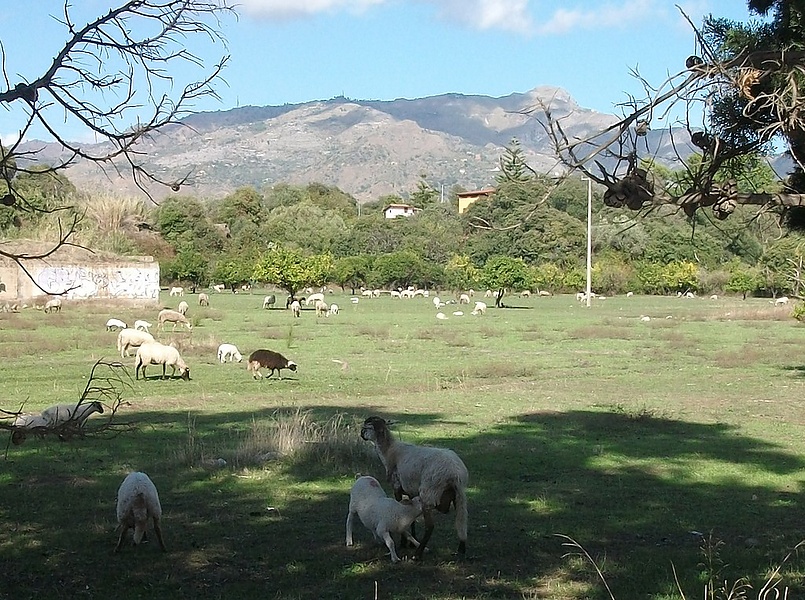 Итальянские овечки.