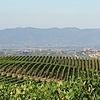 Виноградники Тосканы 