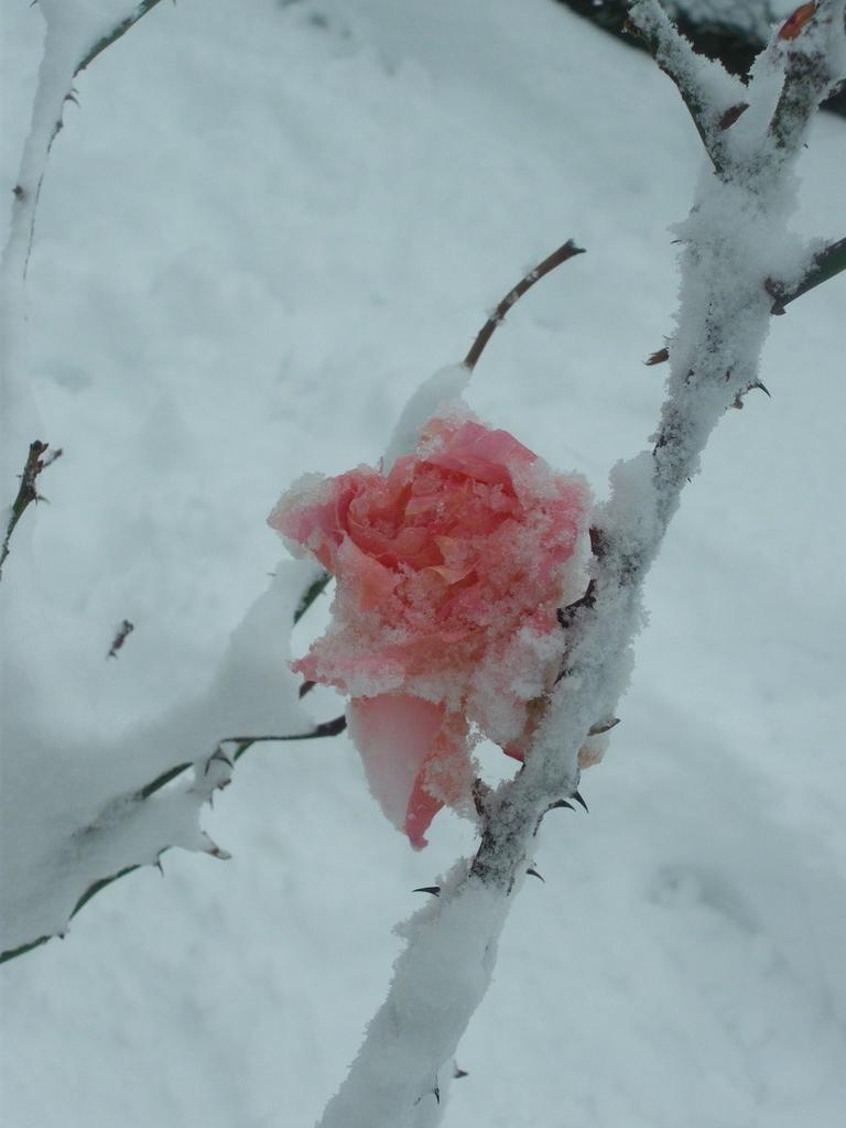 imgp0495.jpg