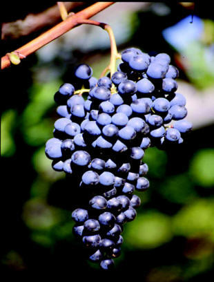 Лагрейн (Lagrein) вино и виноград