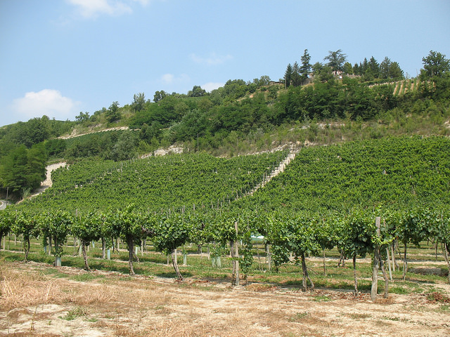 Виноградники в Лоаццоло