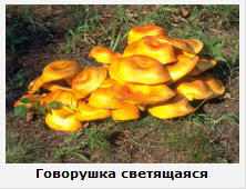 Как распознать опасный гриб.